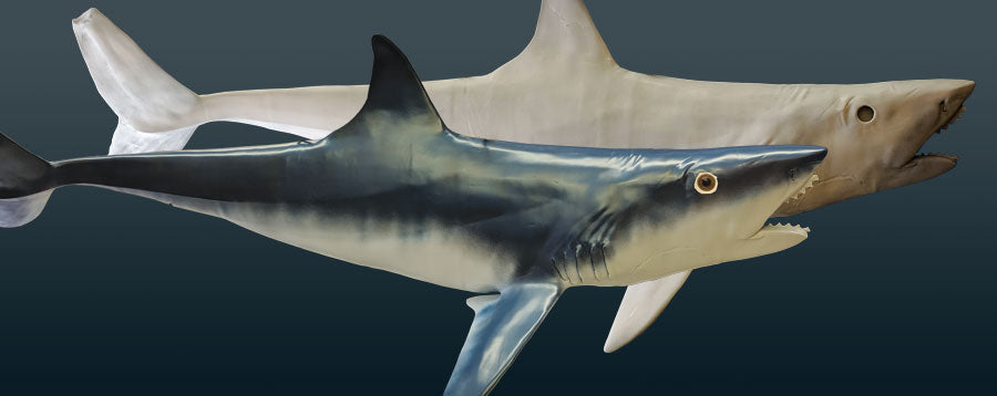 Idaho Virtualization Lab: Prehistoric Shark