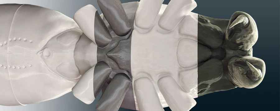 Idaho Virtualization Lab: Giant Spider